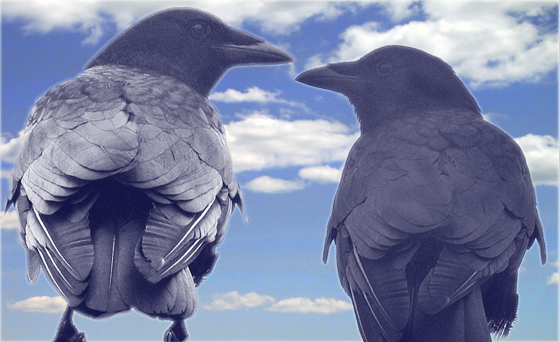 Two Crows