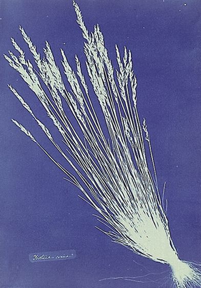Anna Atkins - Fetucca grass, κυανοτυπία