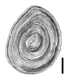 Bithynia transsilvanica, Deckel der Schnecke