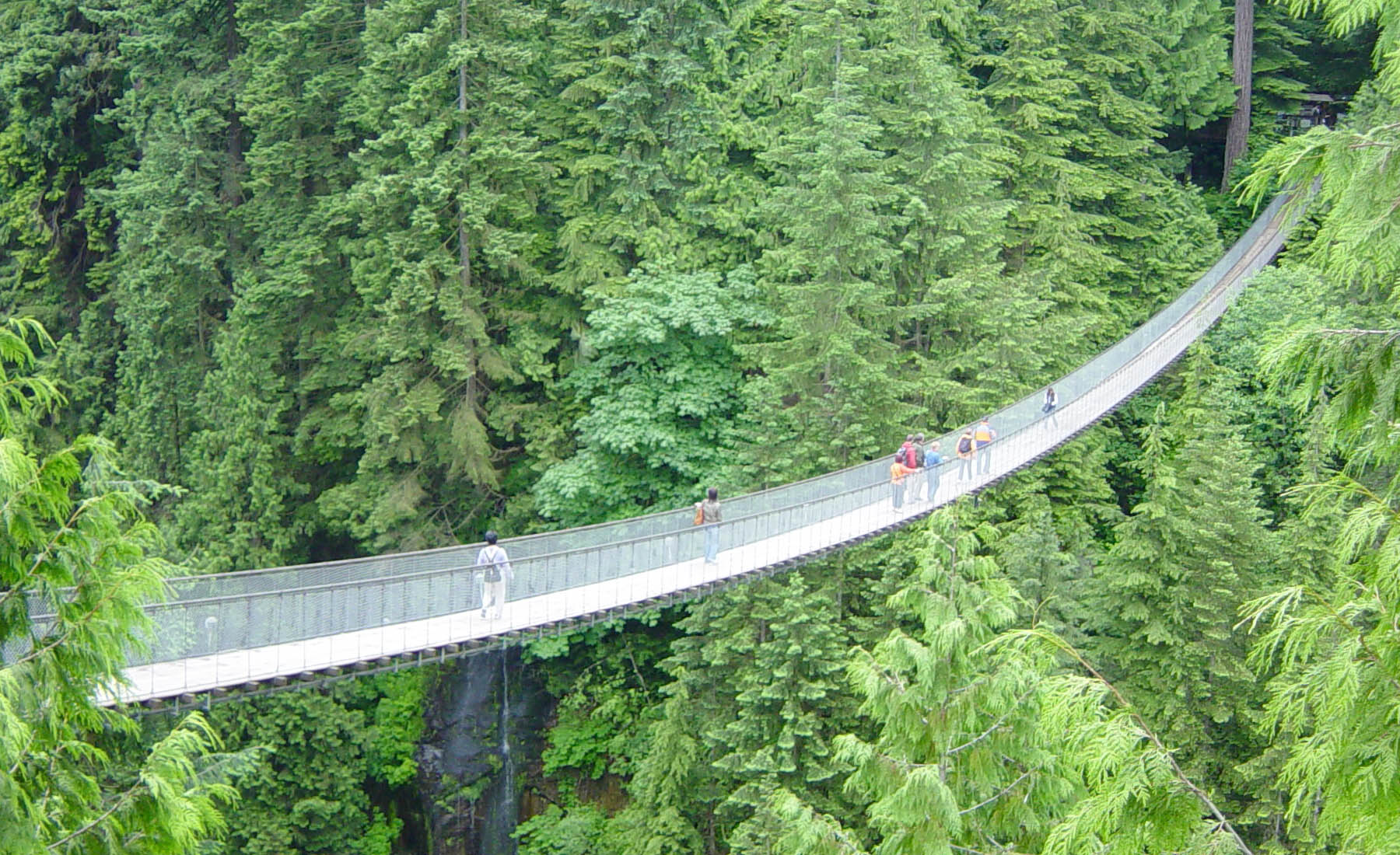 Big trees provide stunning background for Capilano Bridge in British Columbia