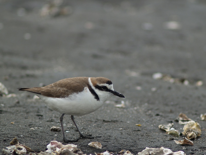 Charadrius alexandrinus image