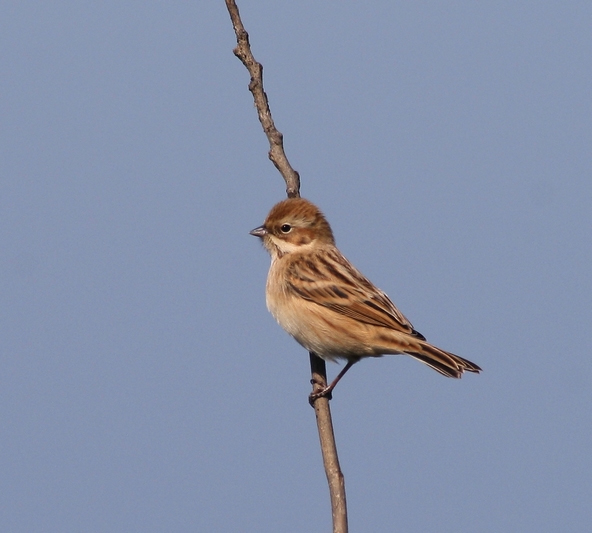 Emberiza pallasi image