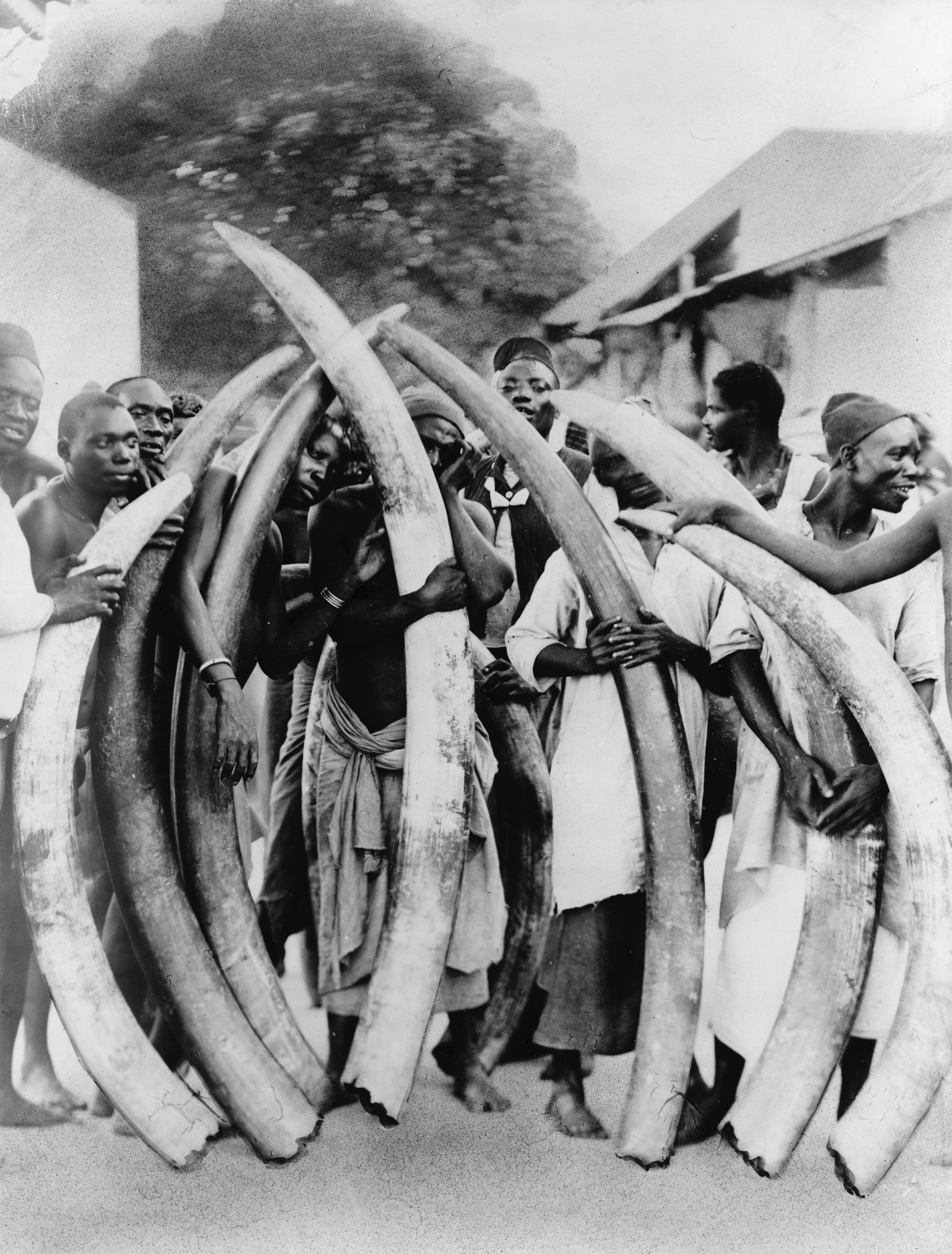African villagers with elephant ivory tusks.