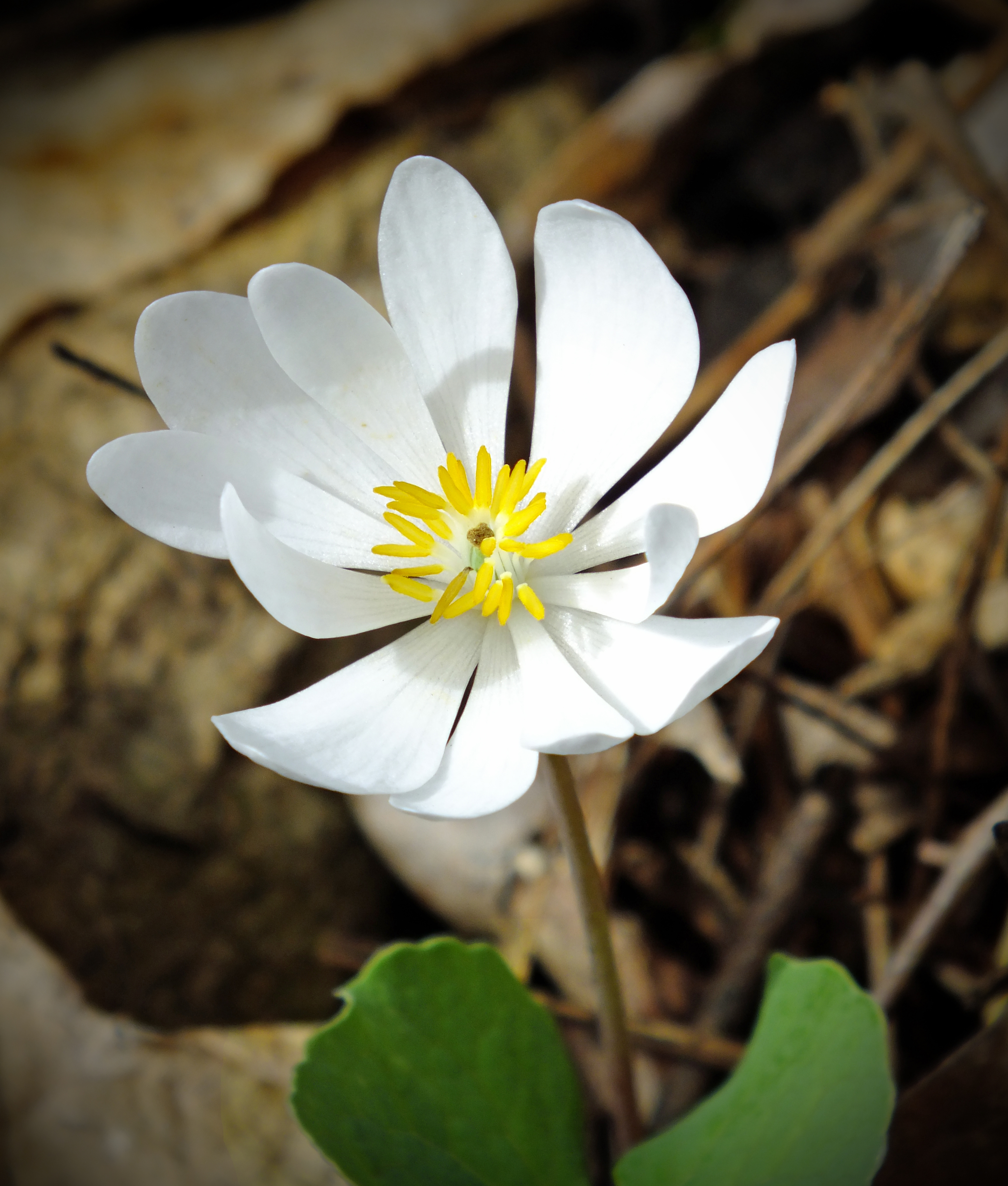 sanguinaria canadensis