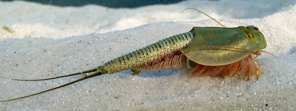 Large Triops australiensis shrimp with wide carapase covering red swimming legs and long tail with thin uropods.