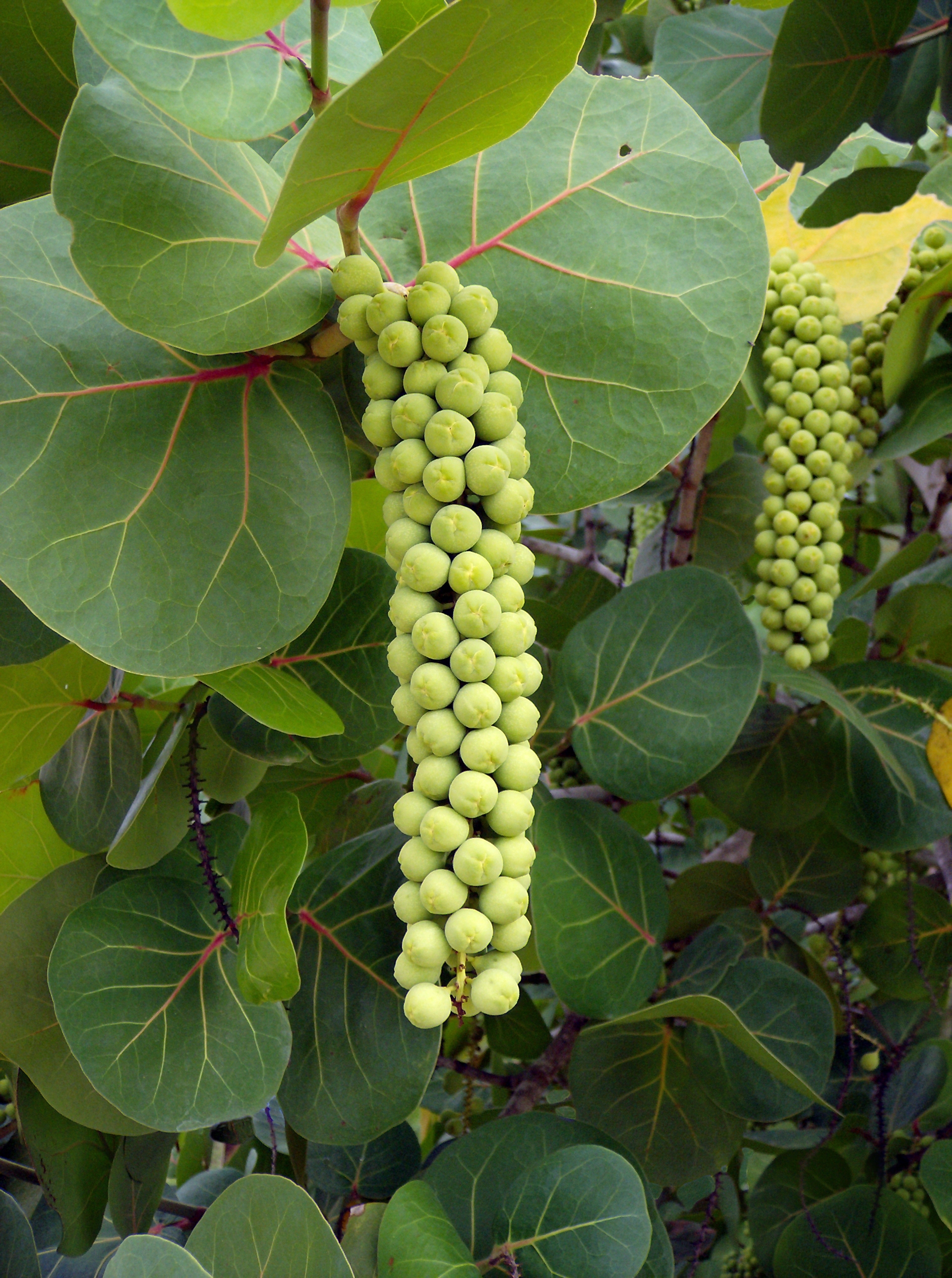 uvas de playa