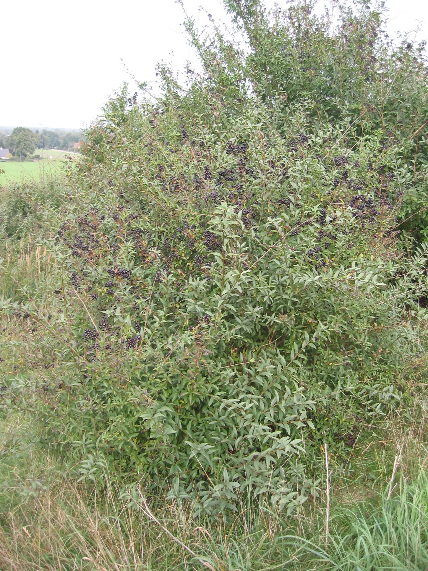 privet ligustrum vulgare liguster common wilde wild file japanese european plant north invasive wikipedia shrub hedge enb150 wiki size name