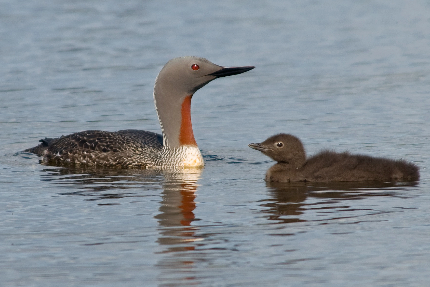 Red-throated loon with chick