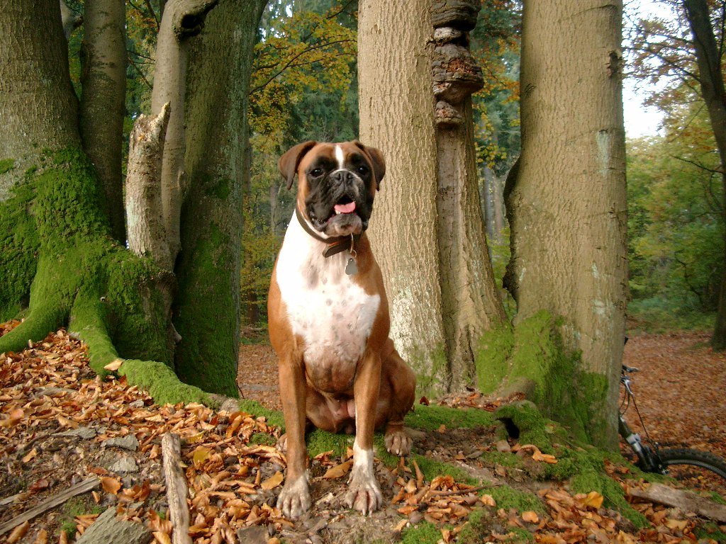 Boxer Dog 