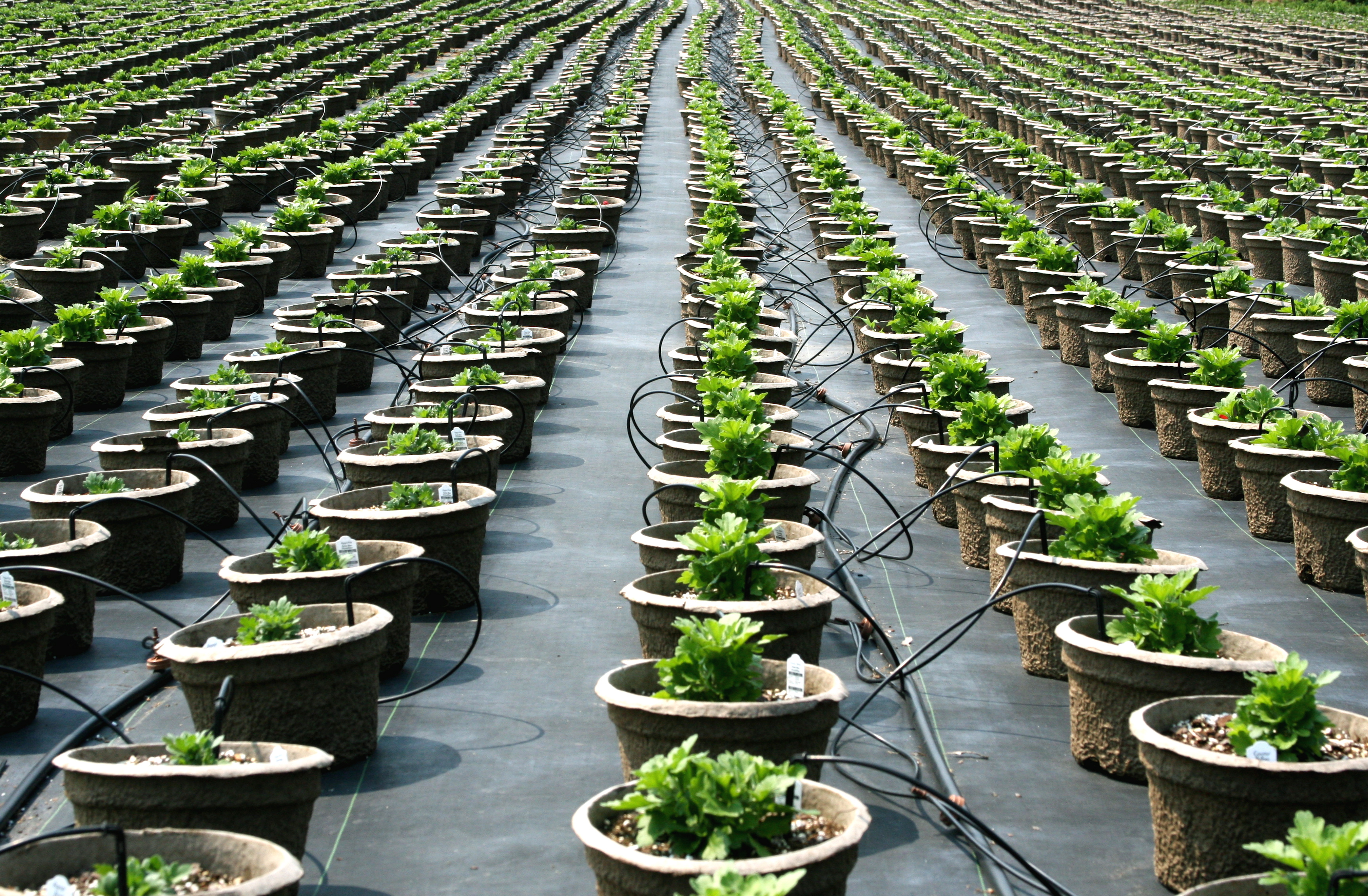 File:Plant nursery, pot rows.jpg - Wikimedia Commons