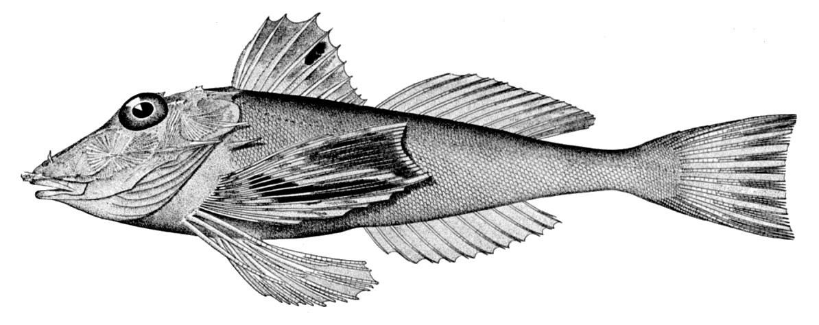 Prionotus beanii image