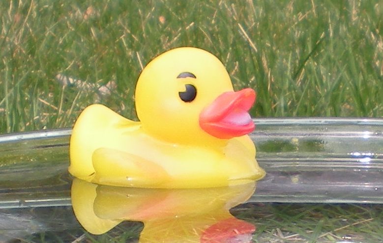 Rubber duck in glass bowl crop