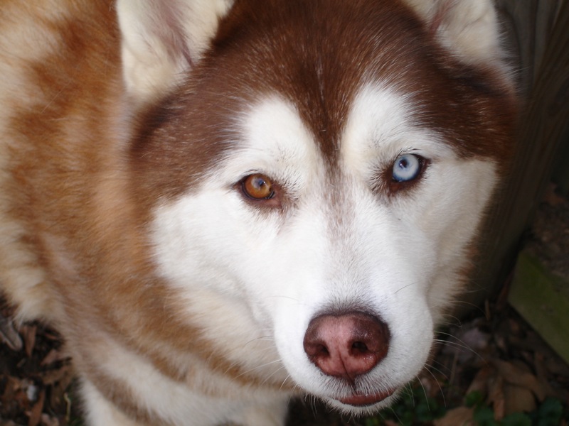 Beige Siberian Husky