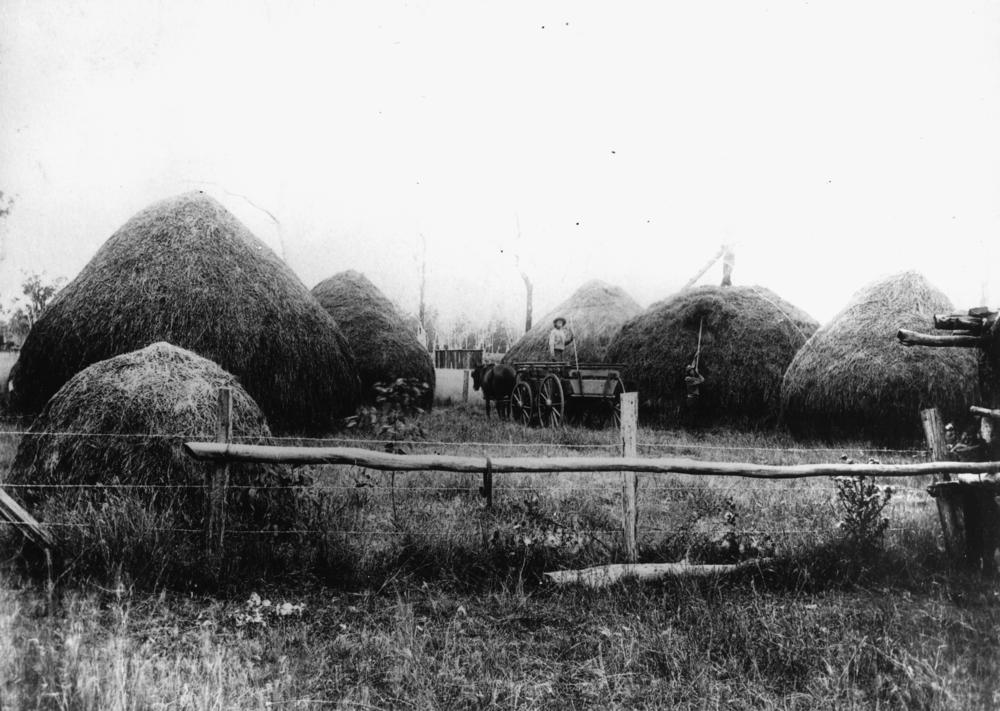 farm 1900s