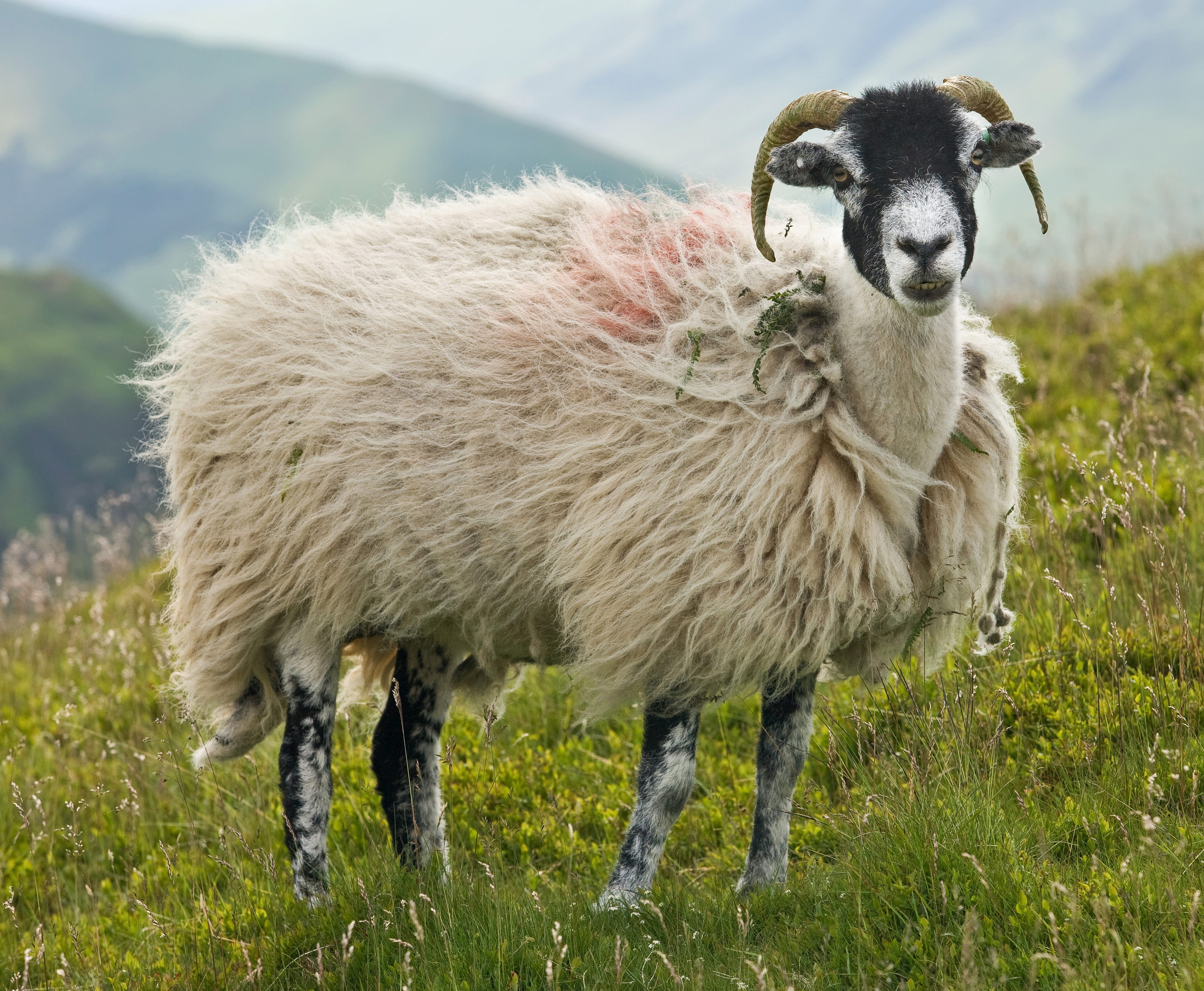 File:Swaledale Sheep, Lake District, England - June 2009.jpg