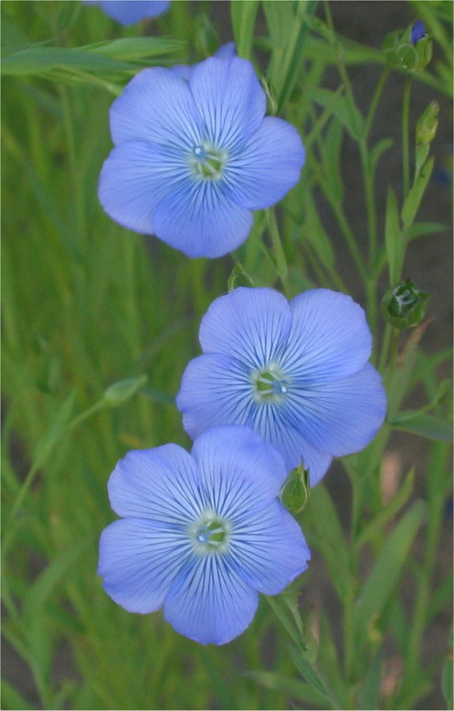 Linum image