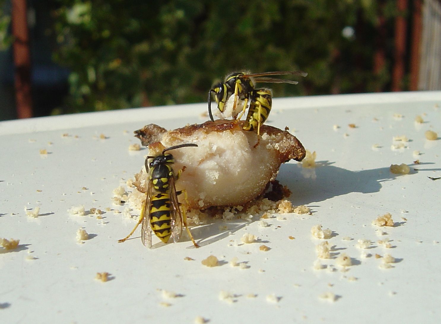 wasp eating