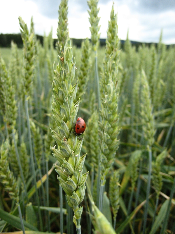 Økologisk hvete med syvprikket marihøne. Foto: Aalang (CC BY-SA 3.0)