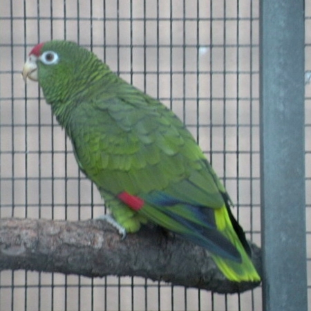 Amazona_tucumana_-Loro_Parque_-Spain-8a-4cr.jpg