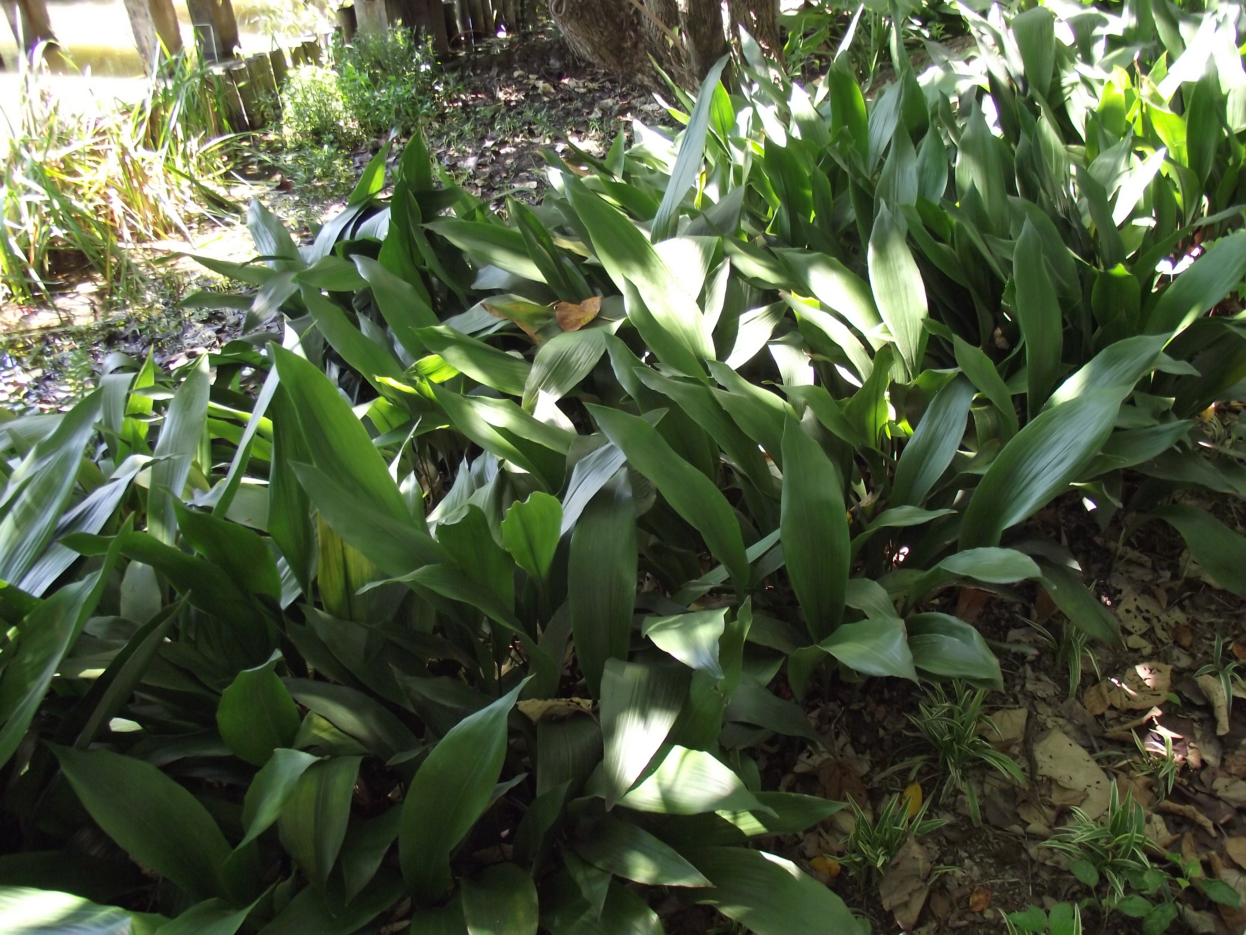 flowering shade australia vines for Aspidistra Description attenuata èœ˜è››æŠ±è›‹ var (å¤©å•).jpg elatior