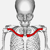 The location of the clavicle.