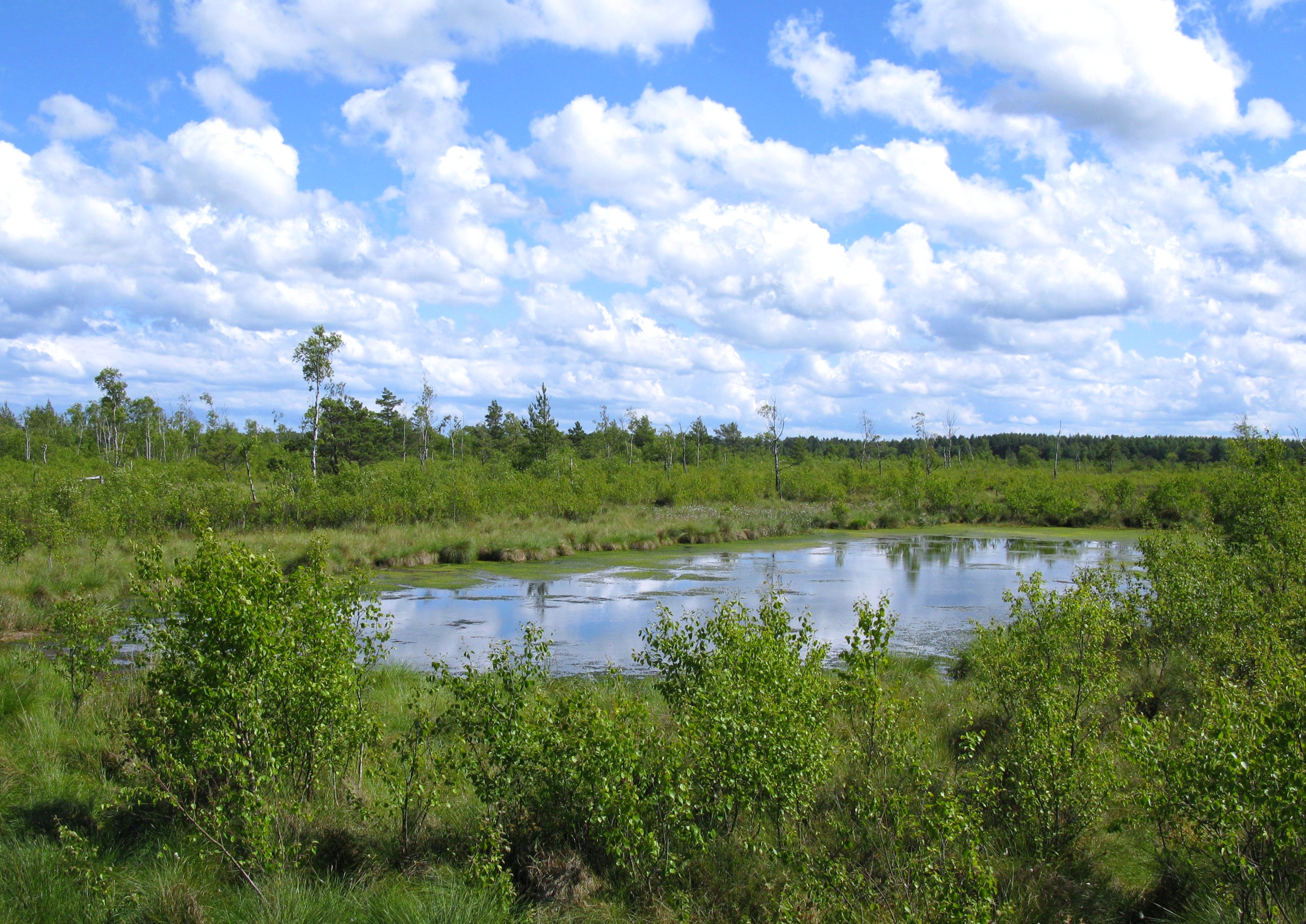 Description Dystrophic lake in Bielawa nature reserve in Poland.JPG