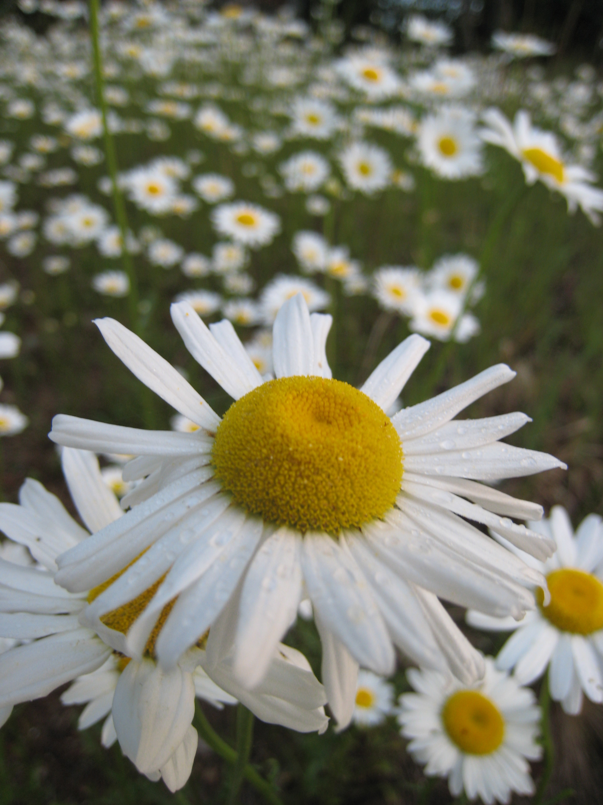 Daisies+pictures