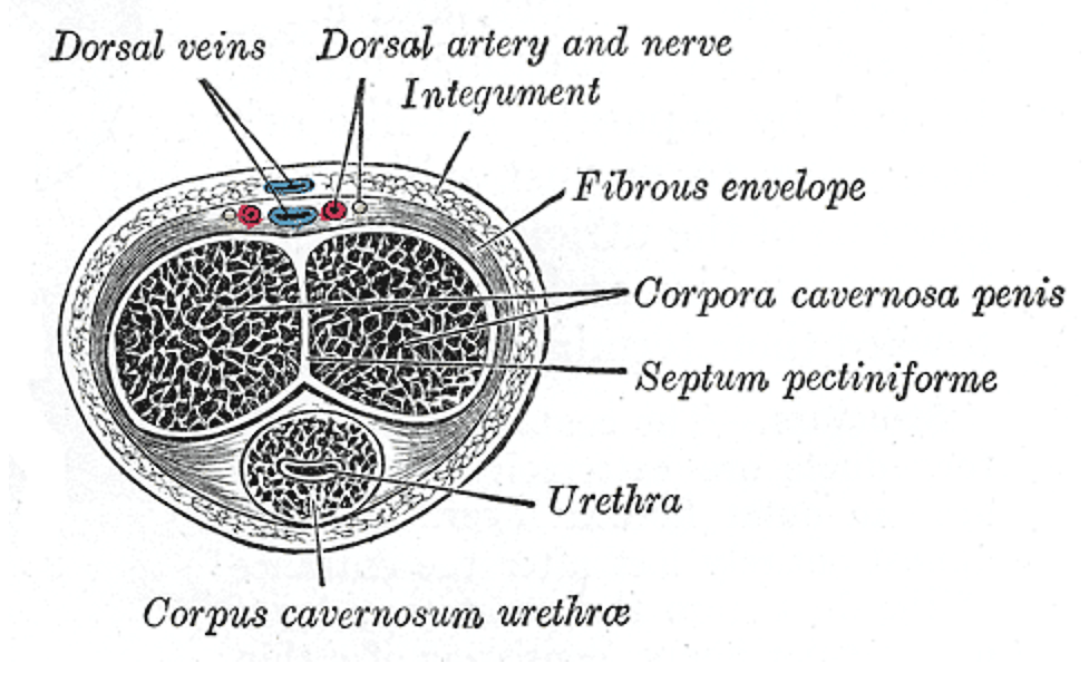 verga