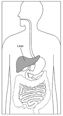 NDDIC provides information about digestive dis...