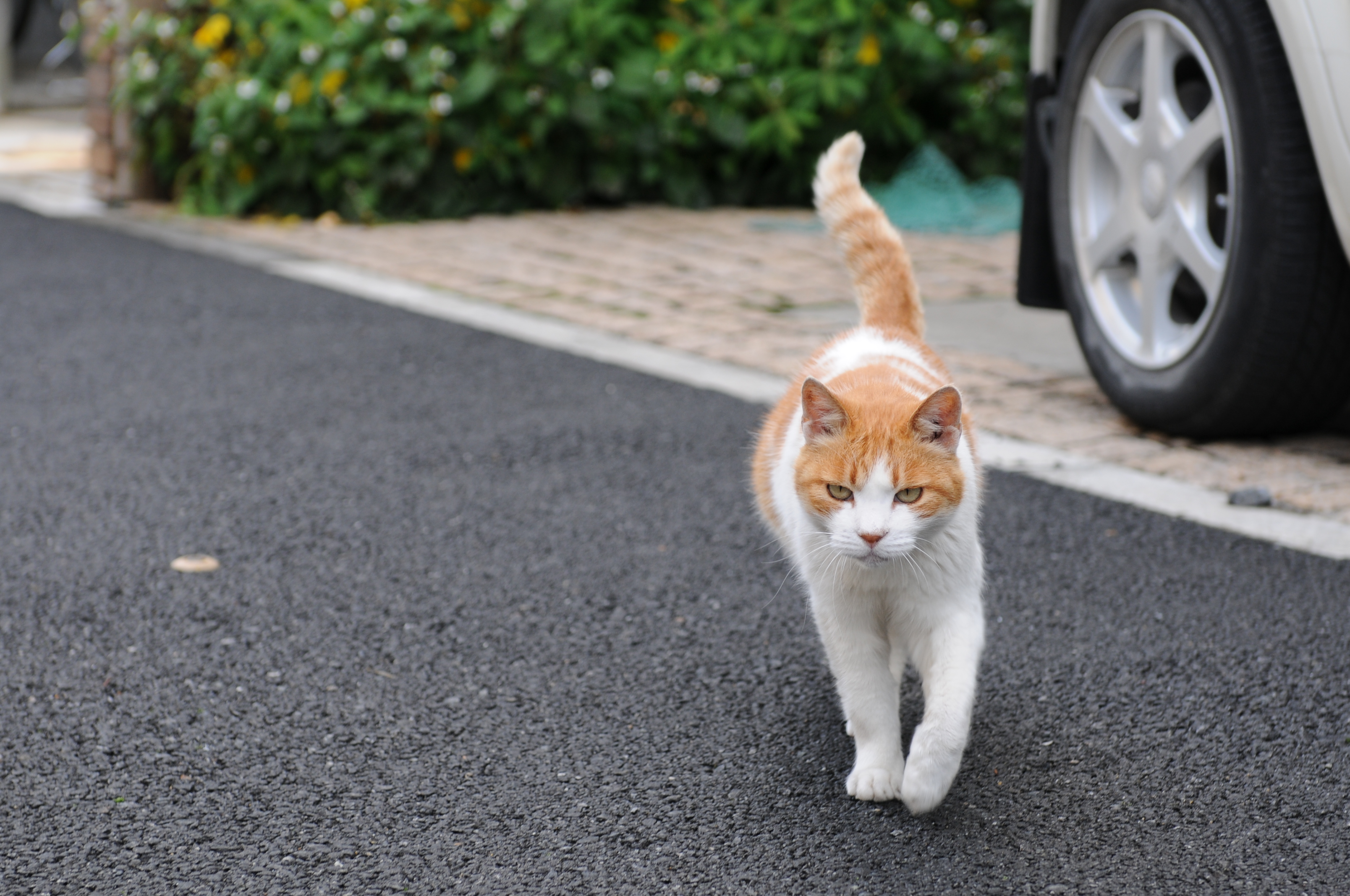 Cat Walking Towards