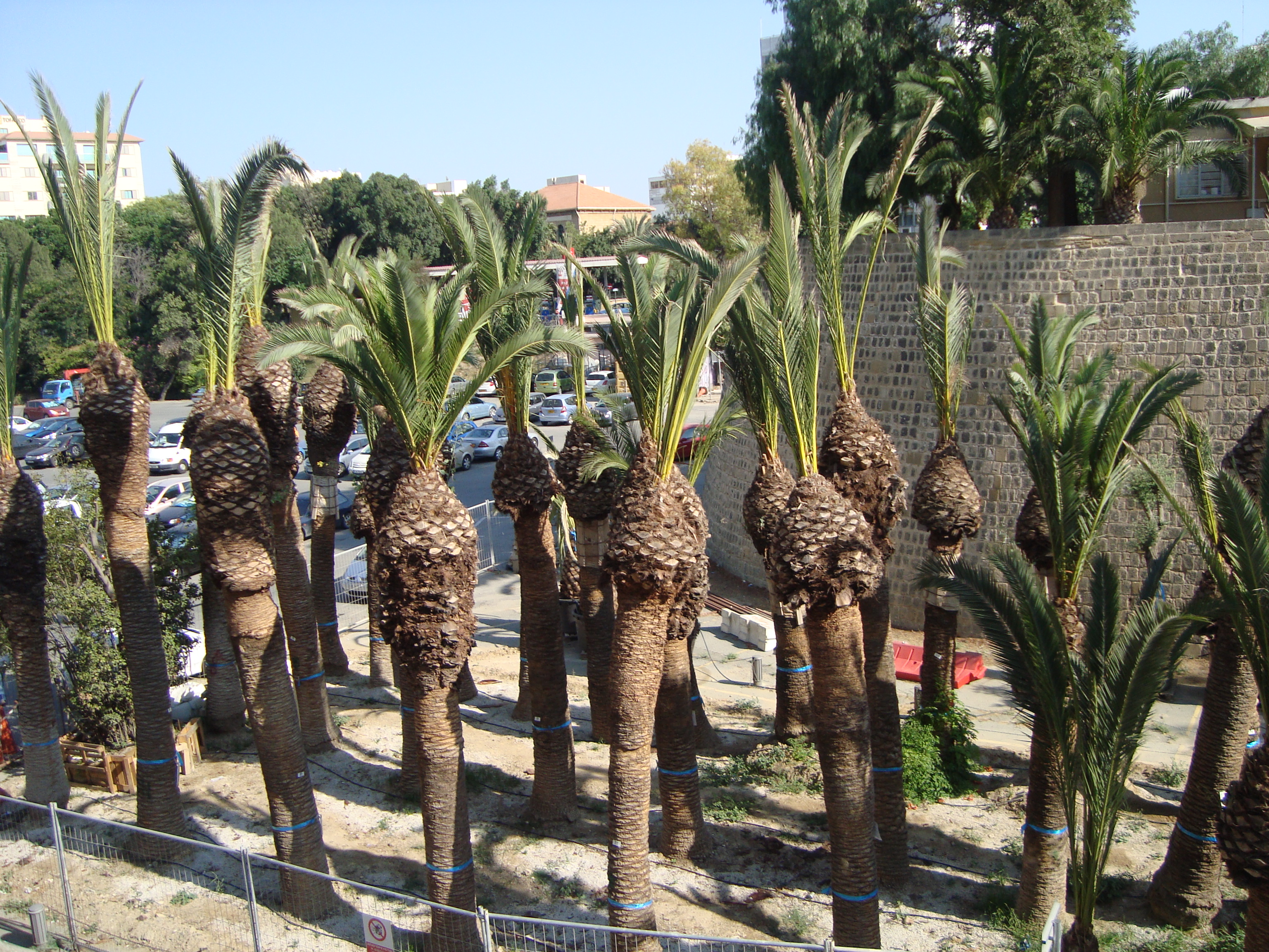 Palm Tree Planting