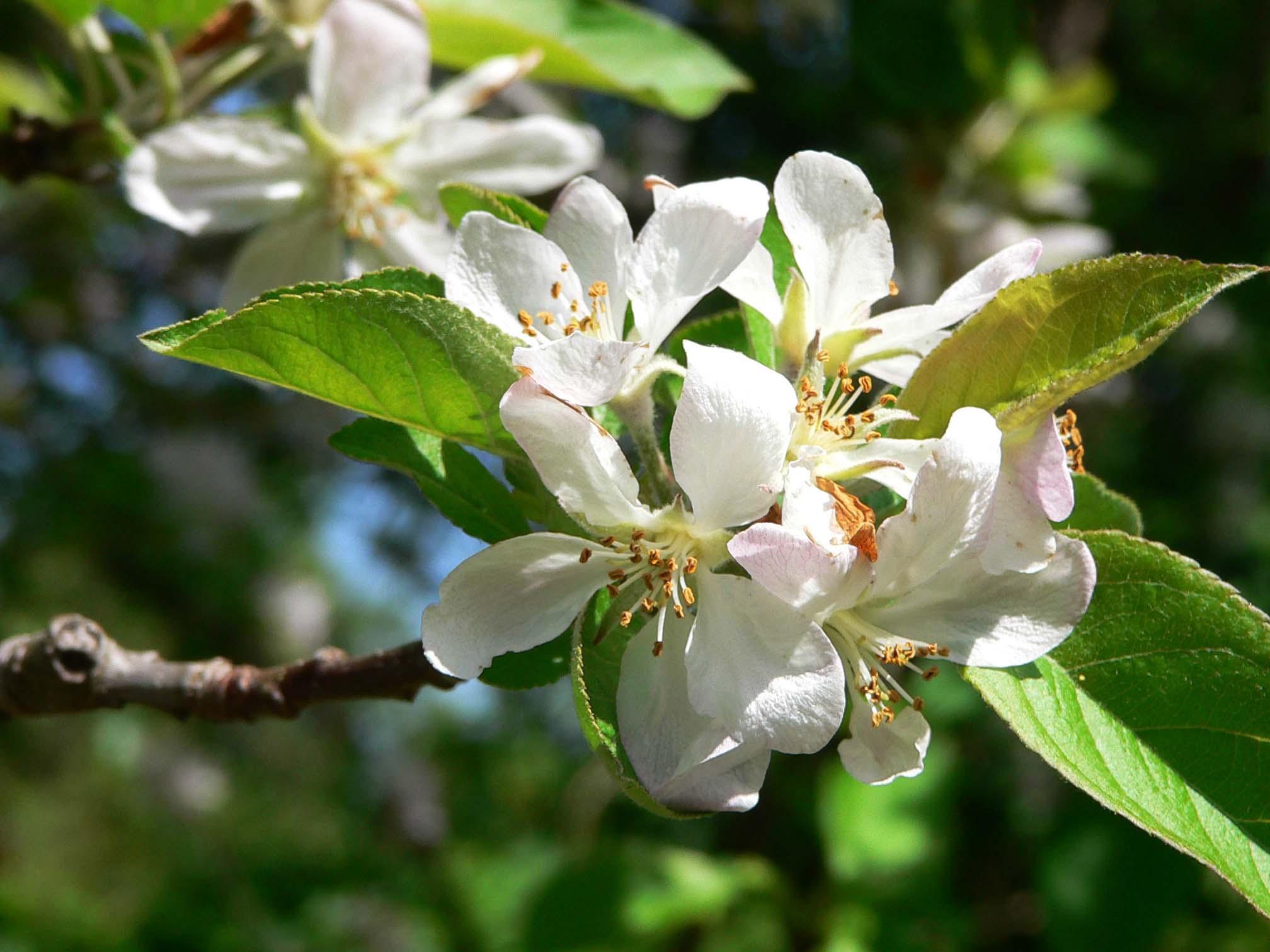 Beautiful Apple Blossom Flower 