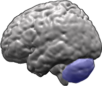 Brain-cerebellum.png