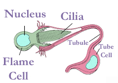 Célula-flama