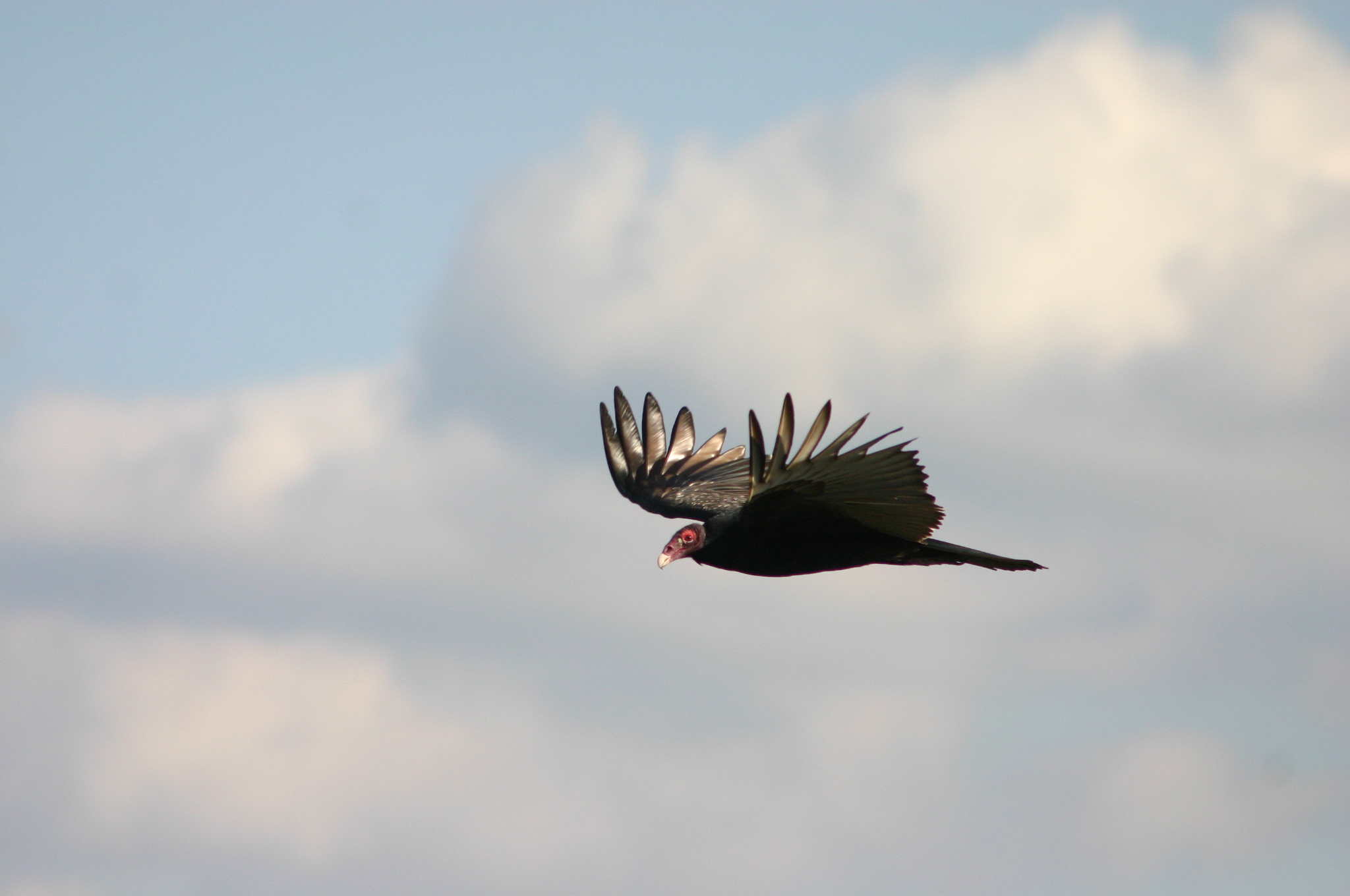 Here Vultures Fly - Home Facebook