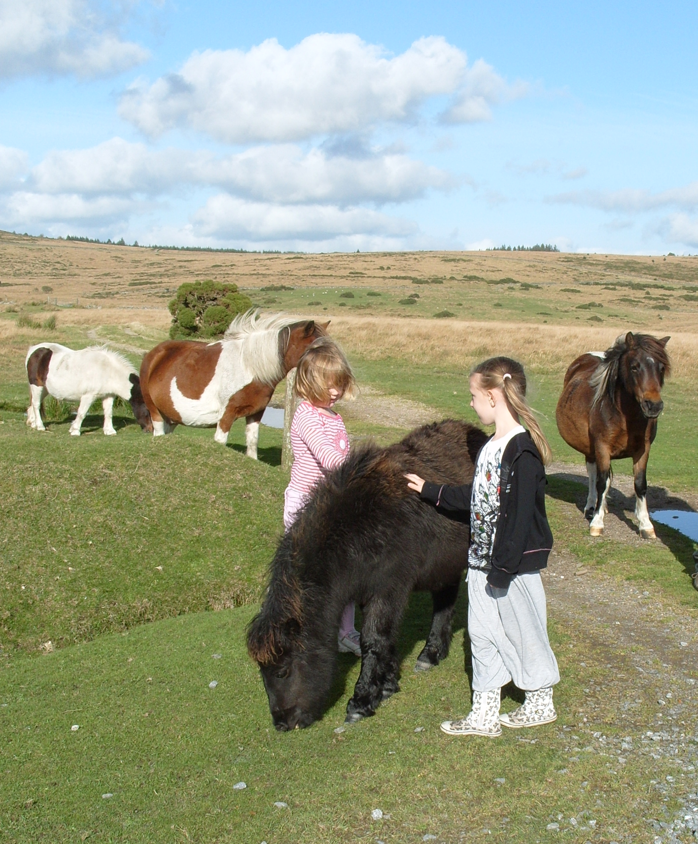 girls ponies