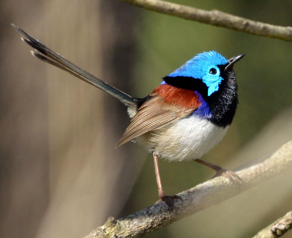 Here's an example of a fairy wren that you might spot in Raven Street Reserve, McDowall, Brisbane, when you are mowing lawns in McDowall, lawn mowing services Brisbane, lawn mowing services McDowall, GreenSocks