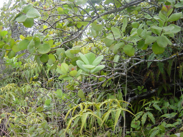 Mladé listy santalového dřeva