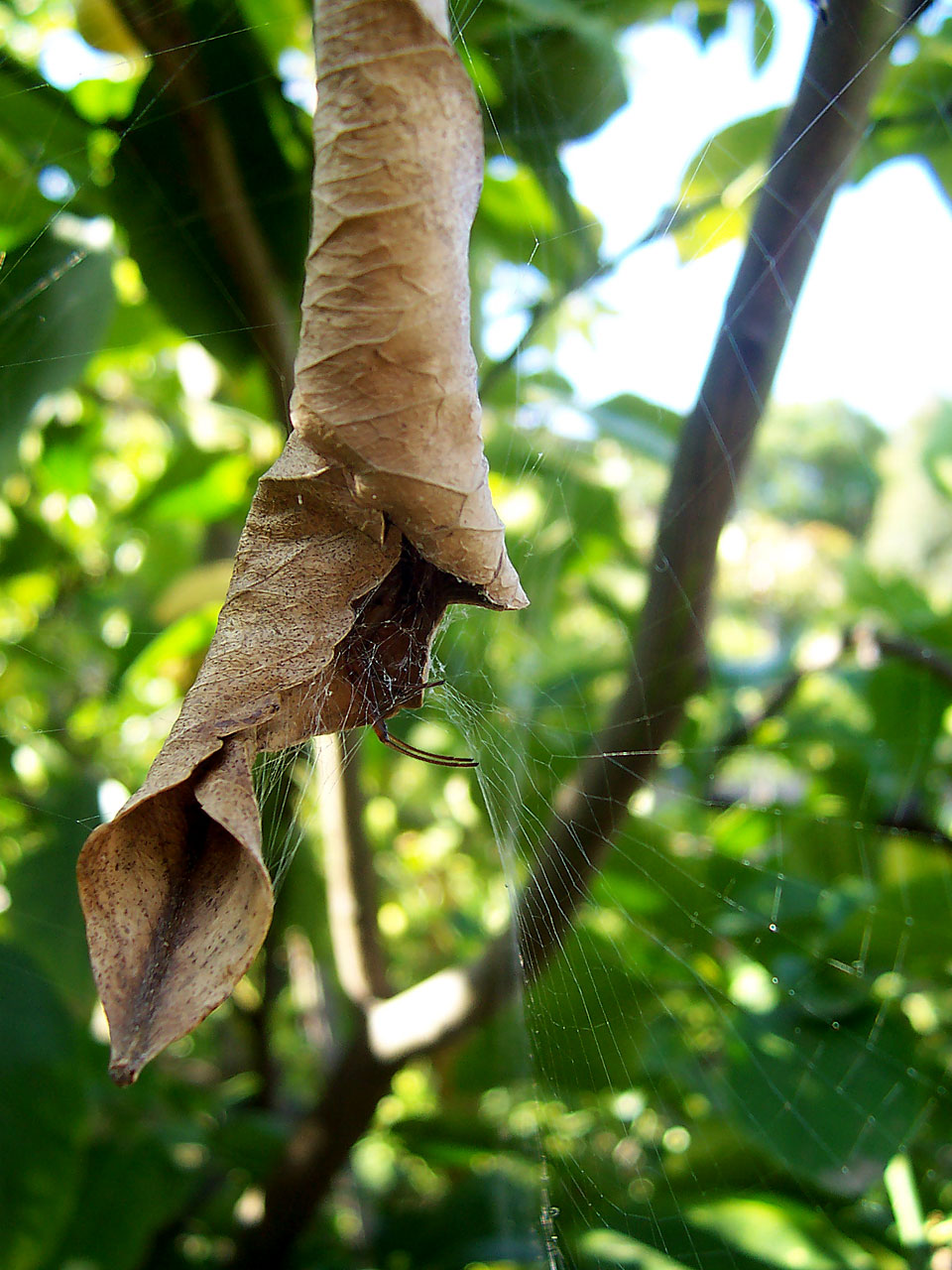 spider house