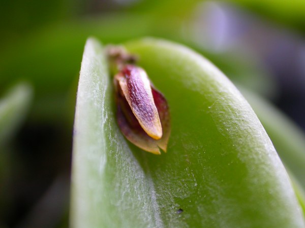 Pleurothallis miqueliana image