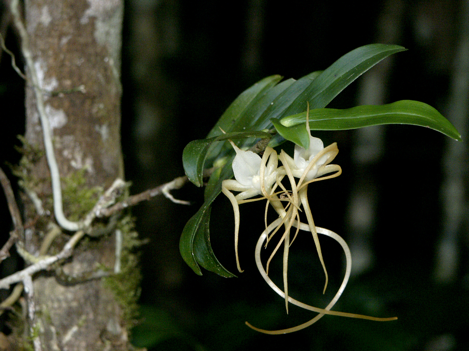 http://upload.wikimedia.org/wikipedia/commons/f/f8/Angraecum_conchoglossum_-_Flickr_003.jpg