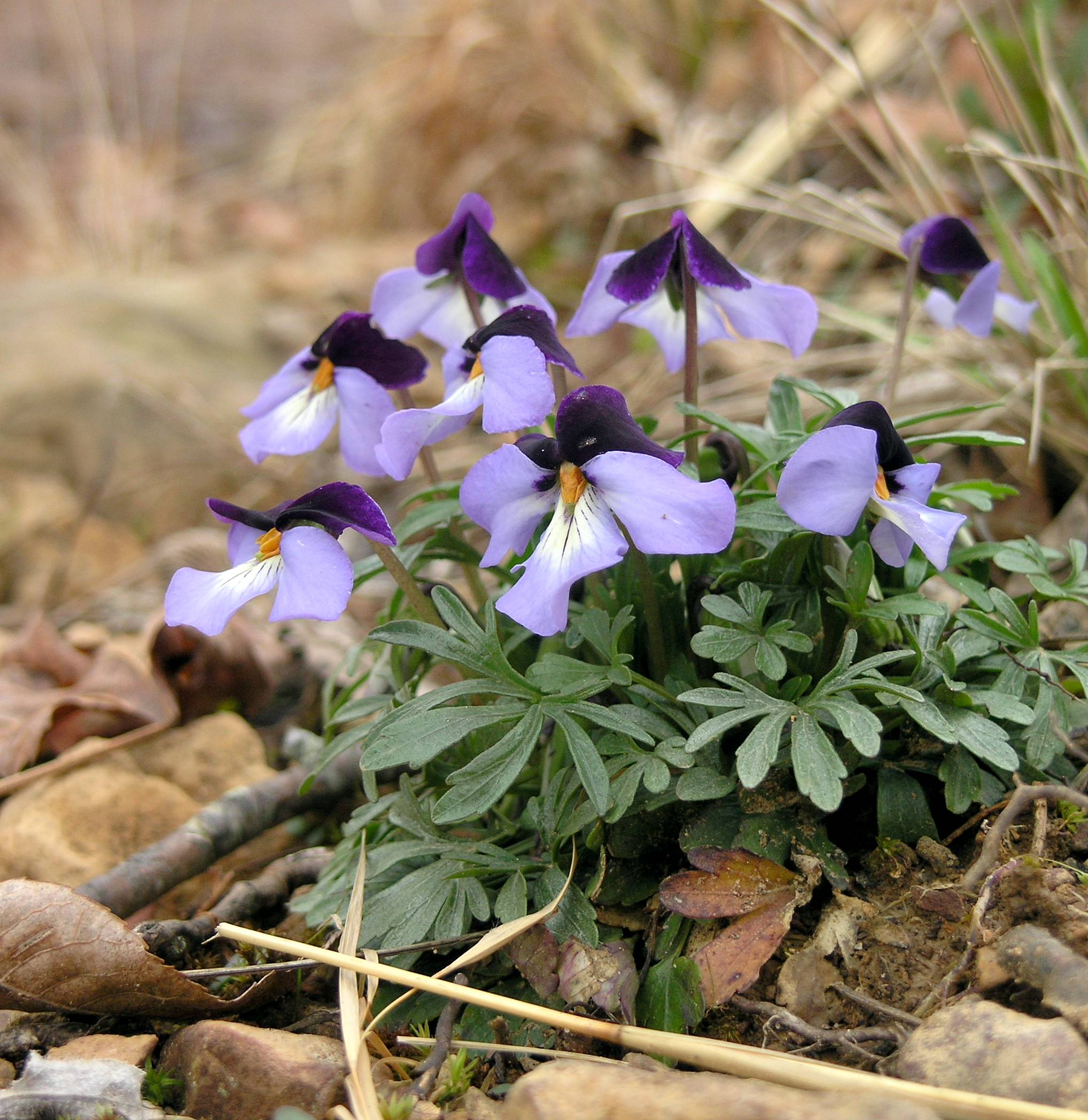 birdfoot violet