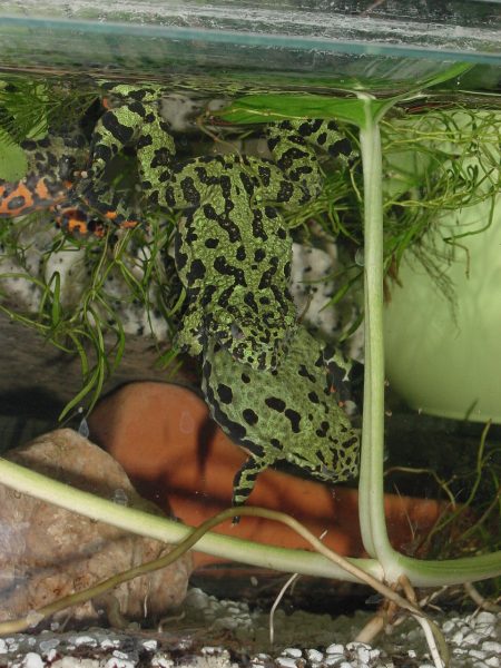 Chinese Fire Bellied Toad Amplexus