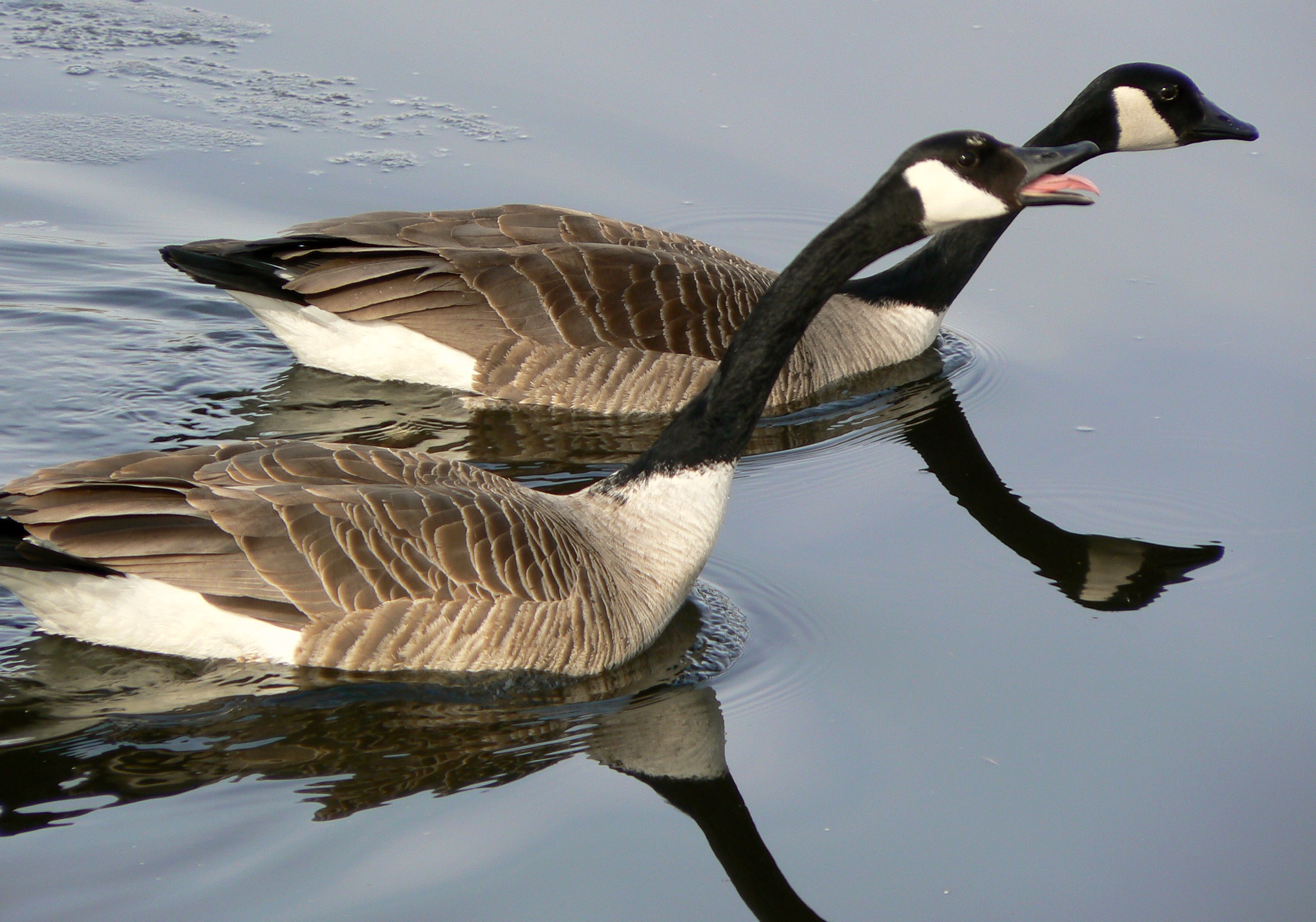 File:Canada Goose mating ritual1.jpg