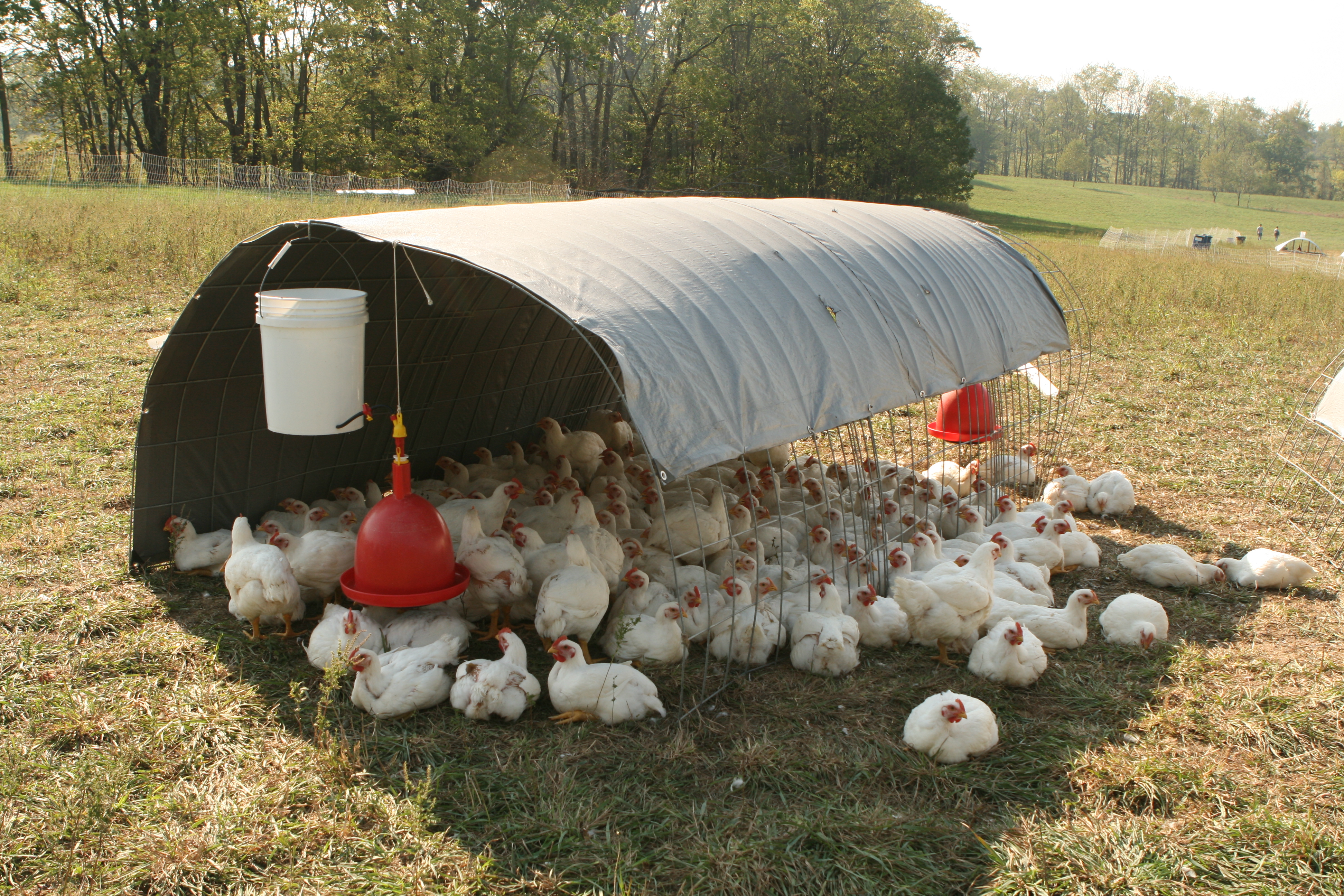 Description Chickens seeking shade.jpg