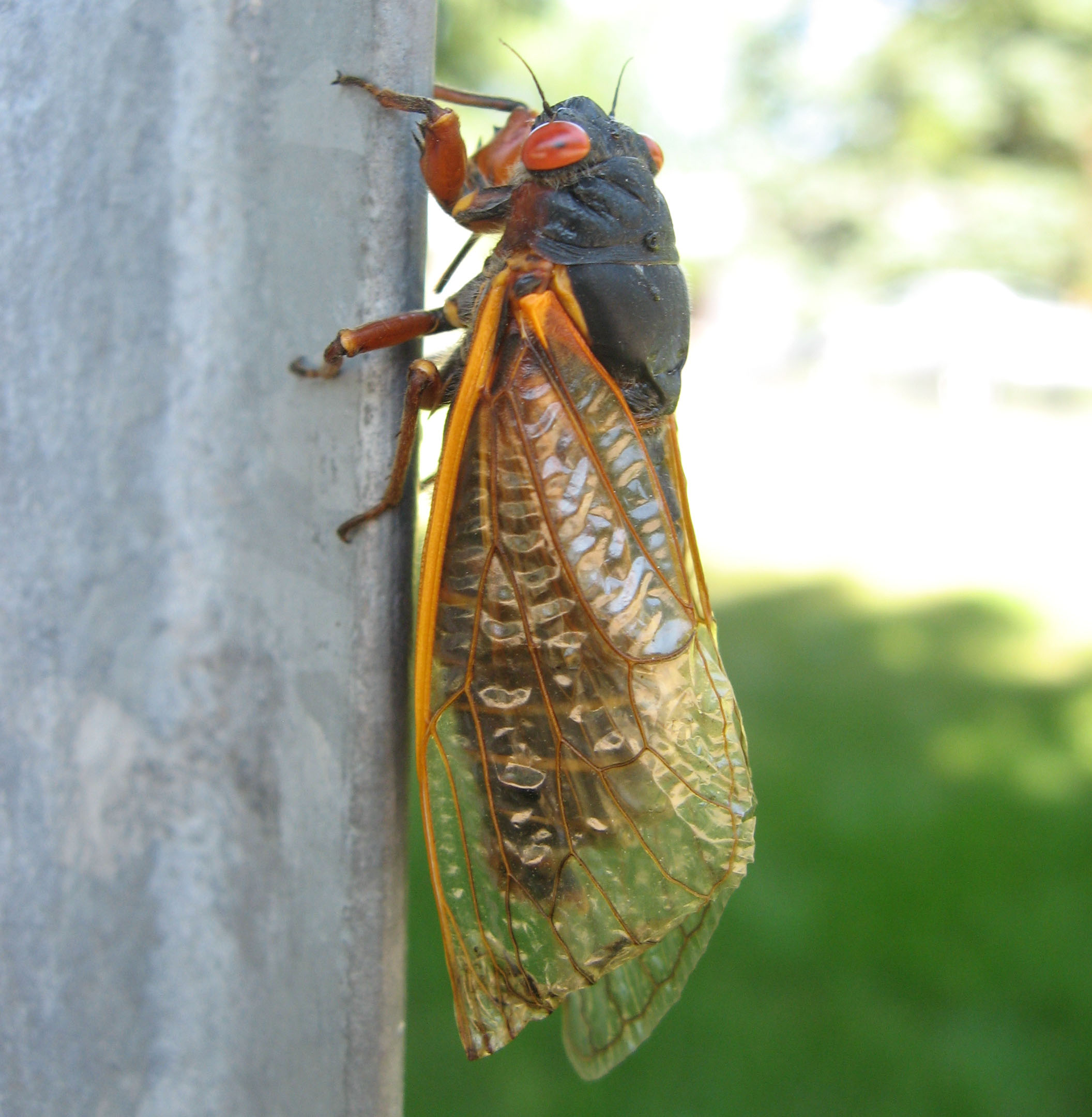 periodical cicadas 17 year