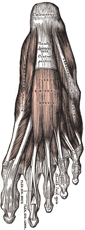Dorsal and plantar aspects of foot