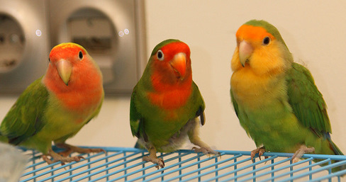 Lovebird_Agapornis_Roseicollis_Hybrid.jpg