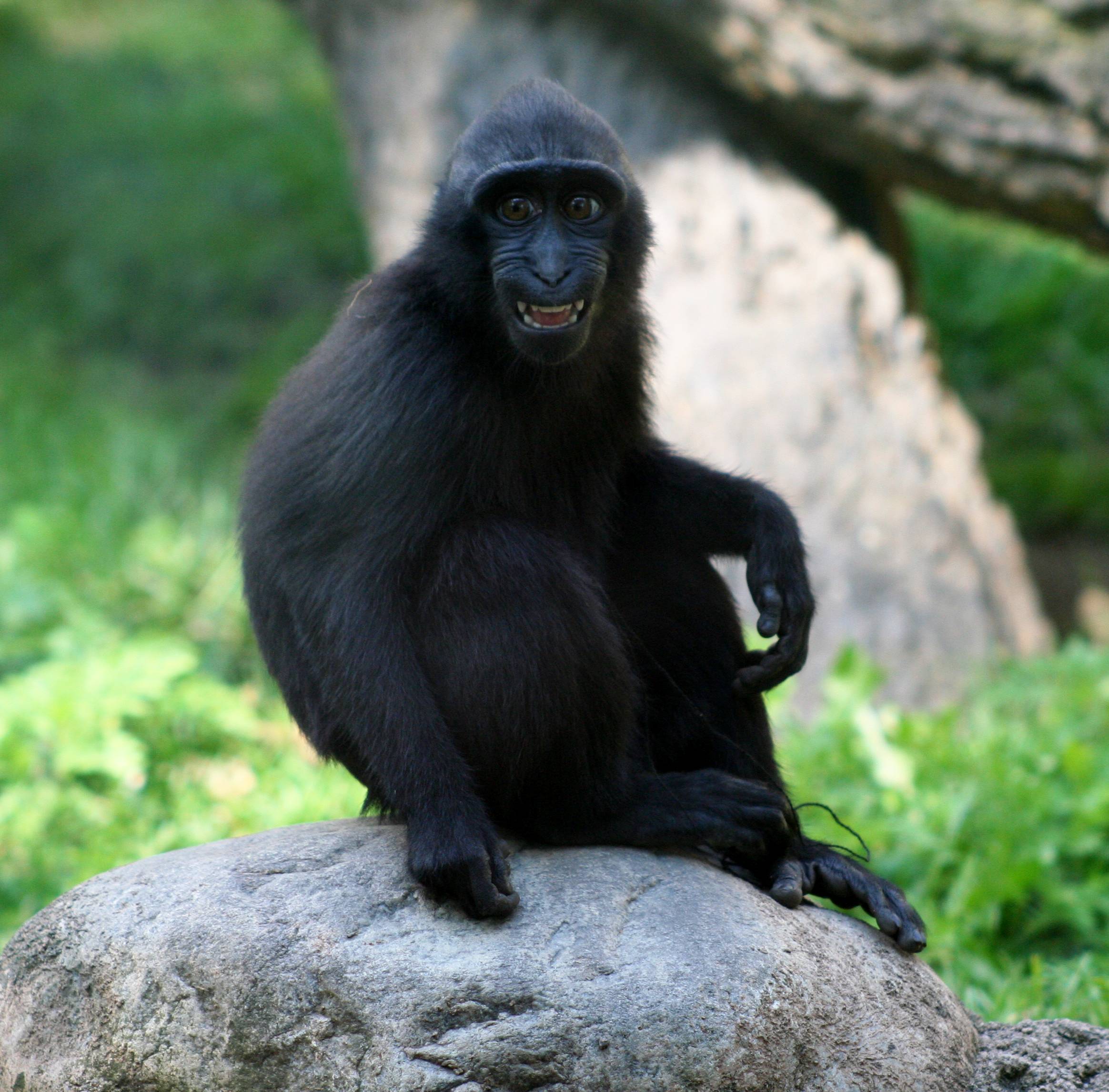 Macaca Nigra