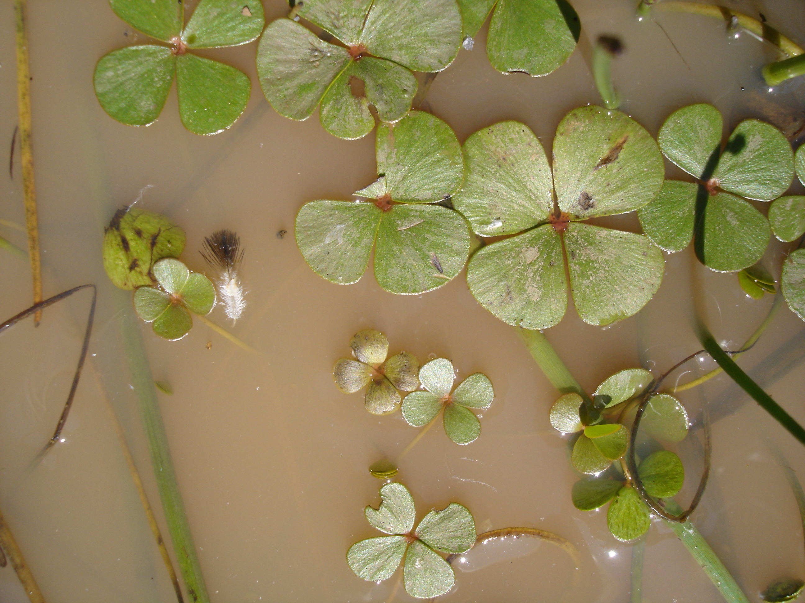 Marsilea strigosa.JPG